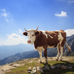 Contatta il Rifugio Savoia
